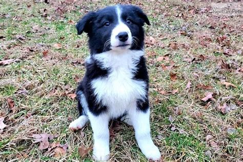 : 230222. . Border collie for sale near me
